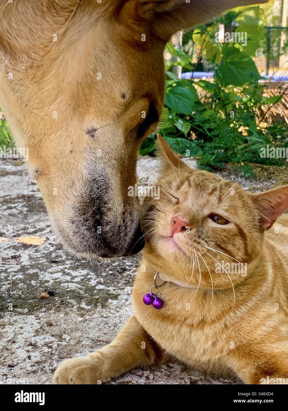Hund und Katze sagen Hallo Stockfoto Hund und Katze sagen Hallo Stockfoto