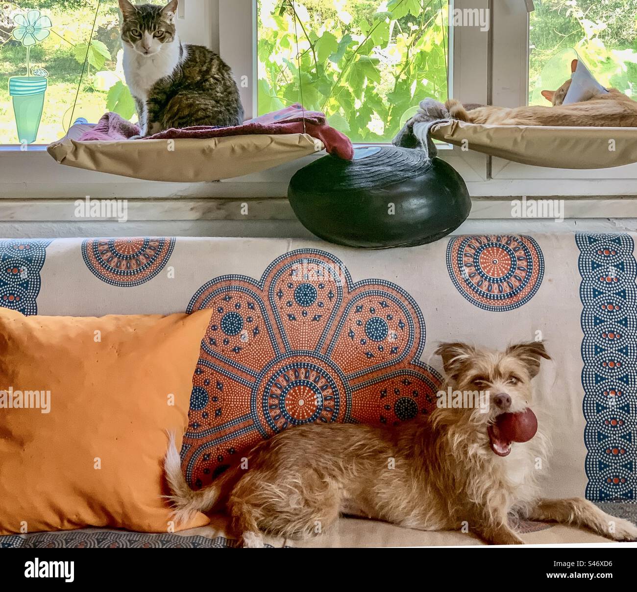 Der Hund sitzt auf dem Sofa mit dem Ball im Mund, während zwei Katzen in den Hängematten sitzen Stockfoto Der Hund sitzt auf dem Sofa mit dem Ball im Mund, während zwei Katzen in den Hängematten sitzen Stockfoto