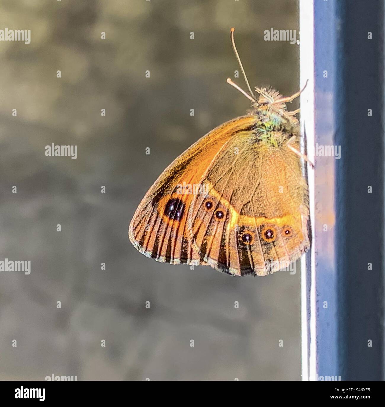 Ein spanischer Gatekeeper-Schmetterling auf dem Geländer eines Metalltors Stockfoto