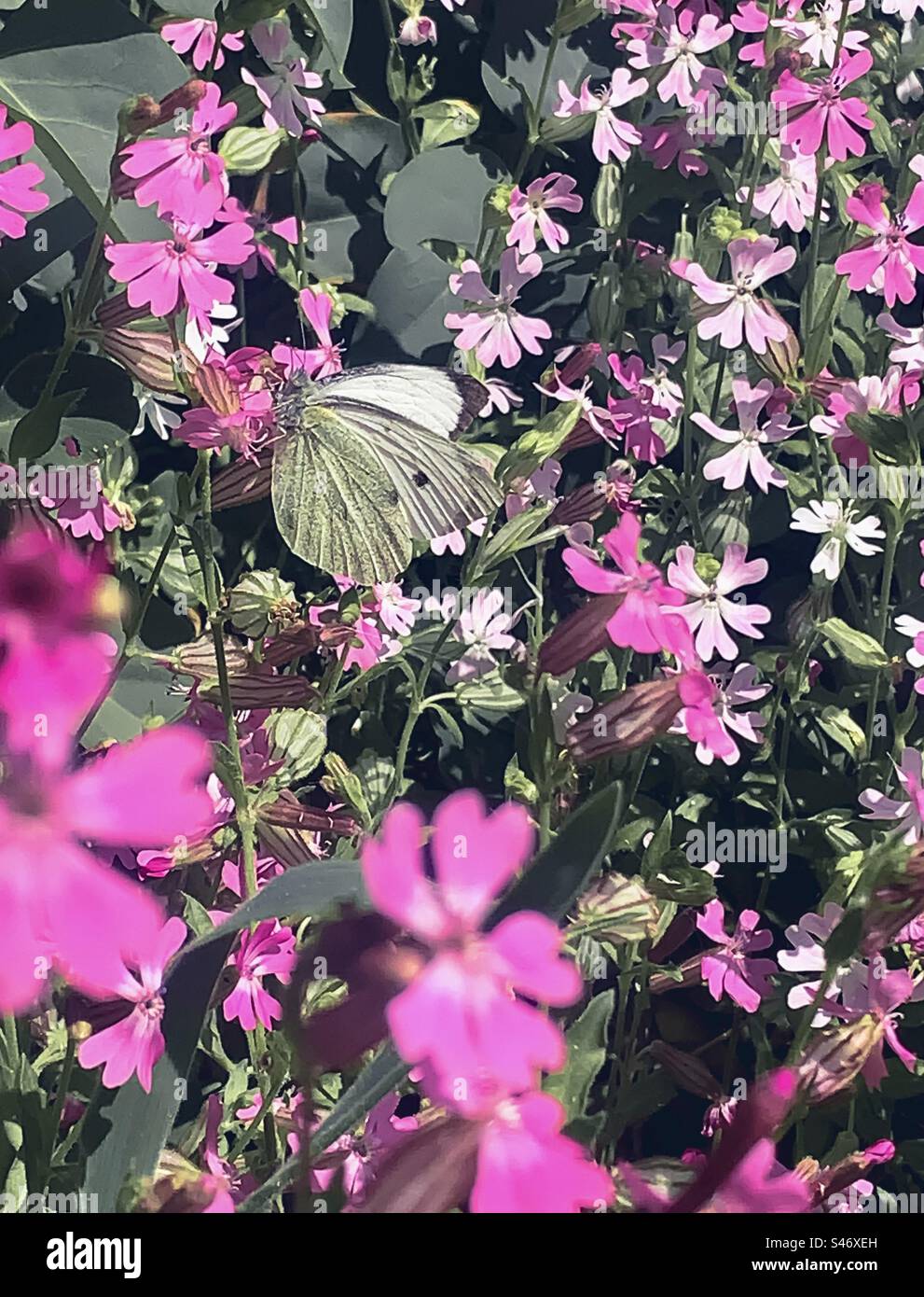 Ein großer weißer Schmetterling, umgeben von rosa Blumen - Smartphone-aufgenommenes Stockfoto