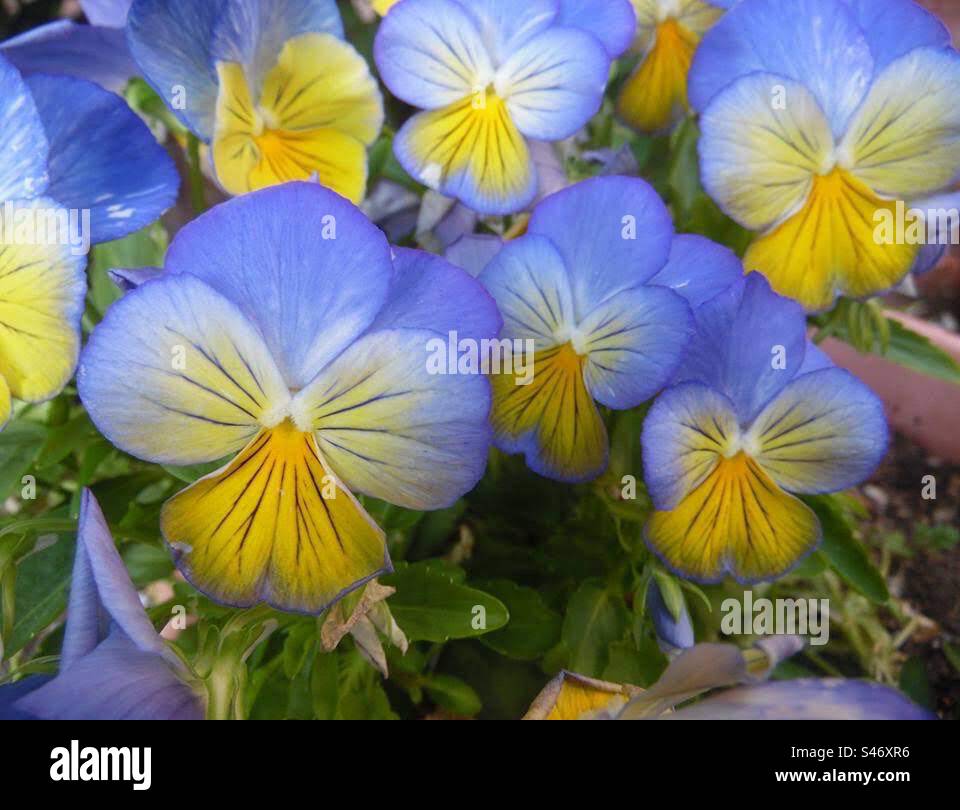 Southwood Stiefmütterchen in voller Blüte in Südkalifornien Stockfoto