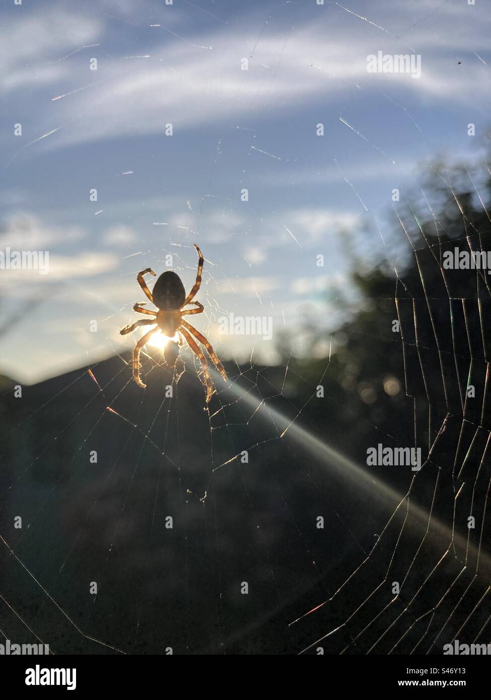Eine Kreuzspinne im Netz - Smartphone-aufgenommenes Stockfoto