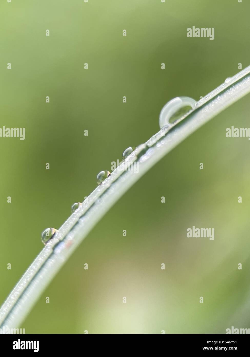 Regentropfen auf einem Grashalm Stockfoto