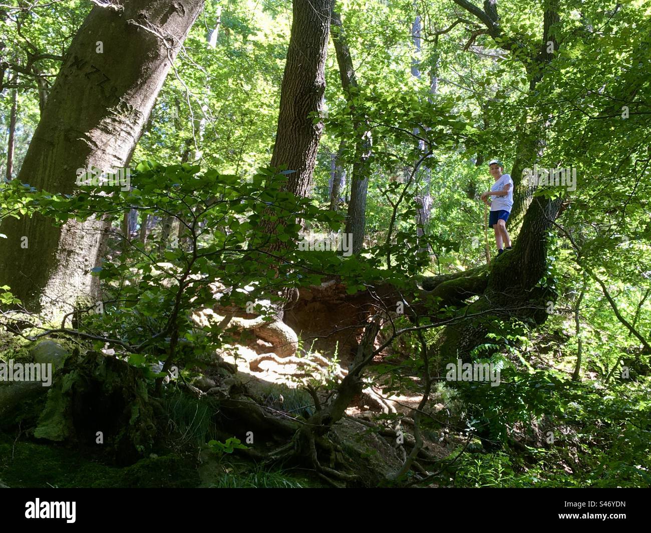 Junge Kind klettert im Wald an steilen Hängen hoch - Smartphone-aufgenommenes Stockfoto