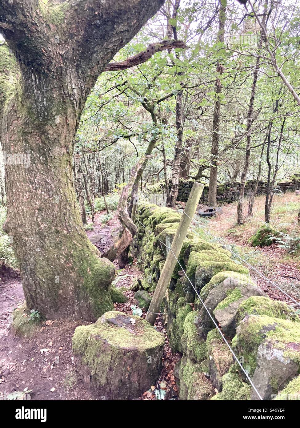 Wald-Wald Stockfoto