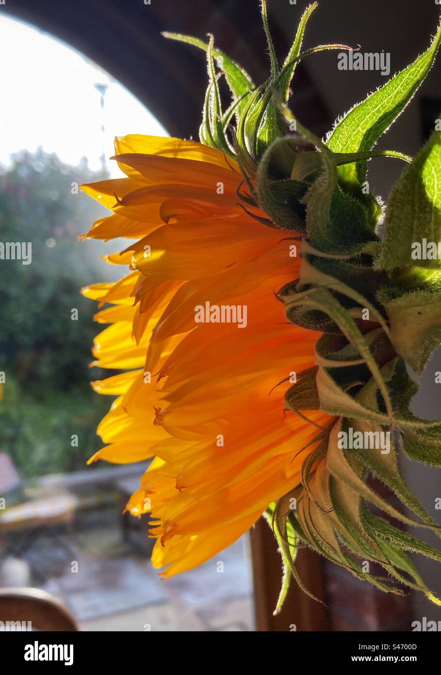 Seitenansicht einer Sonnenblume im Morgenlicht - Smartphone-aufgenommenes Stockfoto
