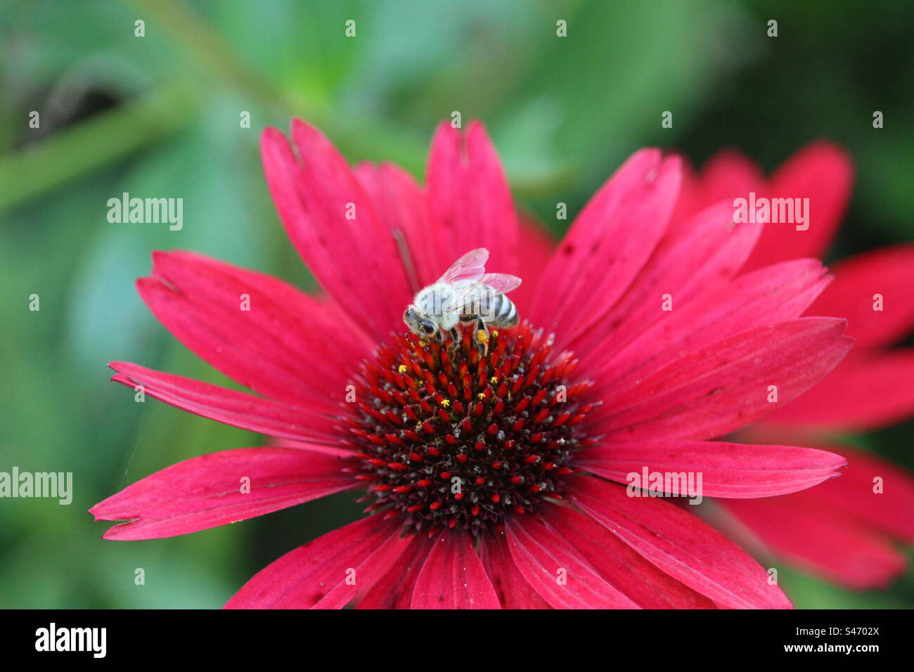 Biene auf roter Blume Stockfoto