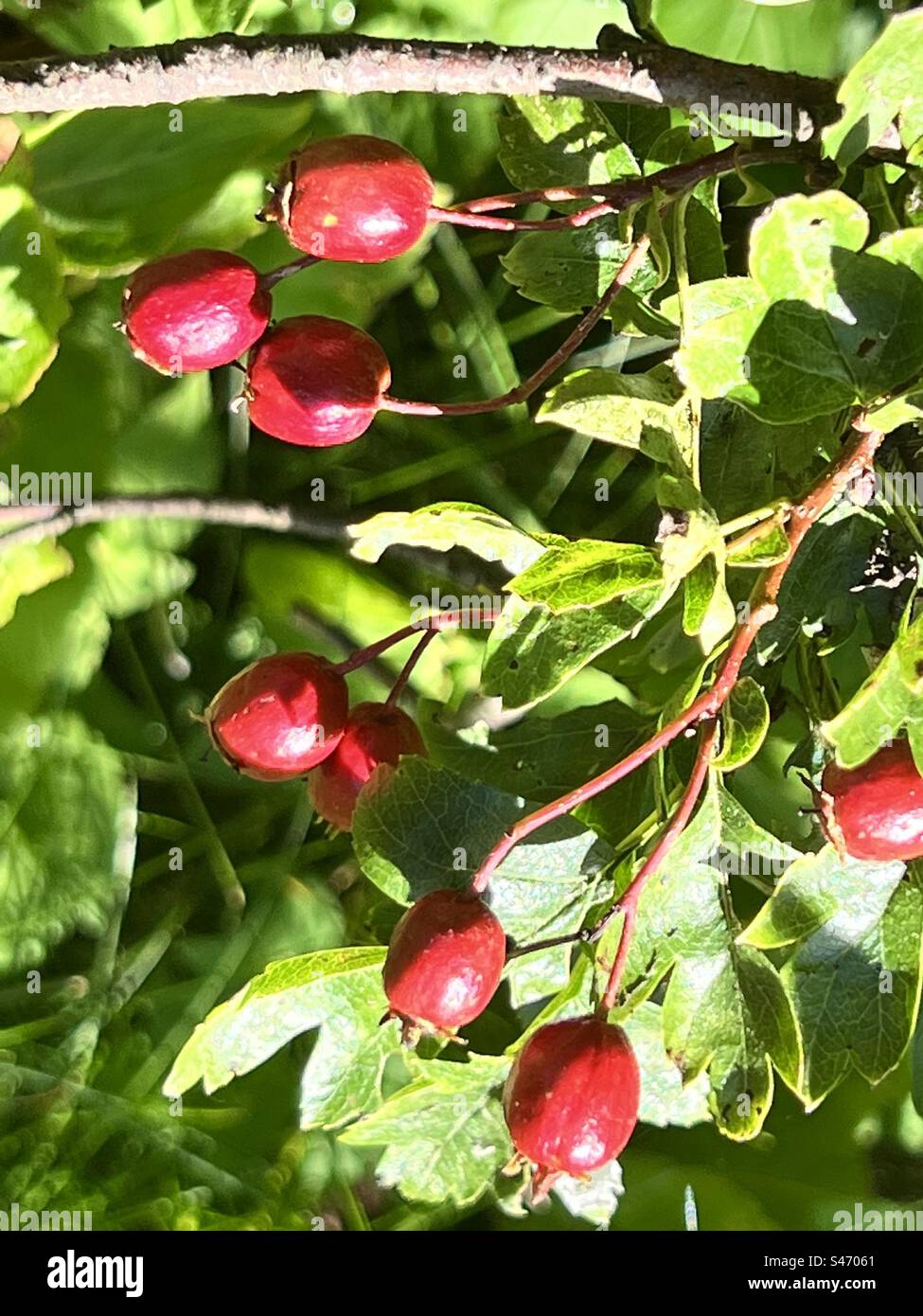 Weißdornbeeren mit grünem Laub im Hintergrund Stockfoto
