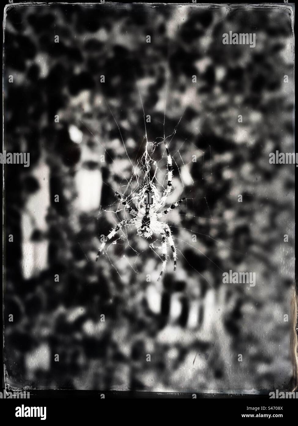 Spinne und ihr Netz - Smartphone-aufgenommenes Stockfoto