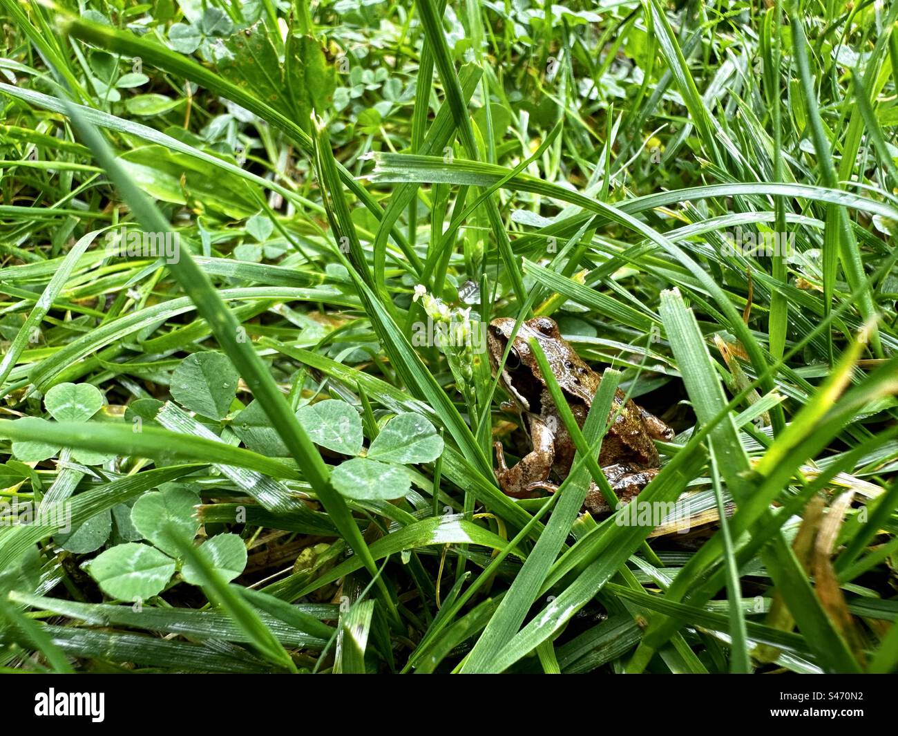 Kleiner Frosch versteckt sich im Rasen - Smartphone-aufgenommenes Stockfoto