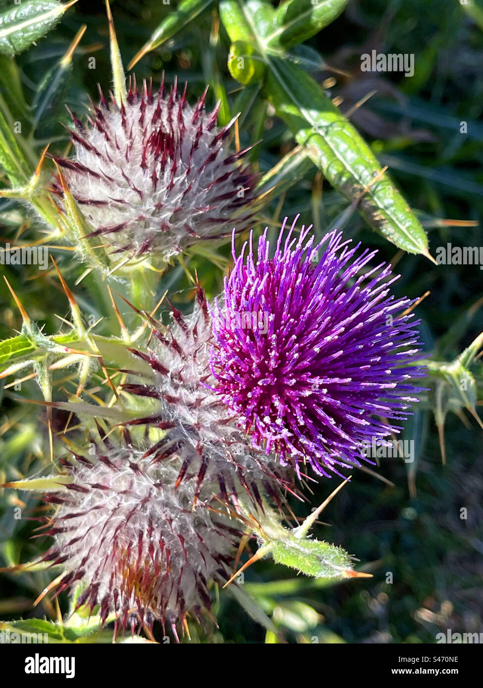 Pfeifen Sie Blumen. Stockfoto