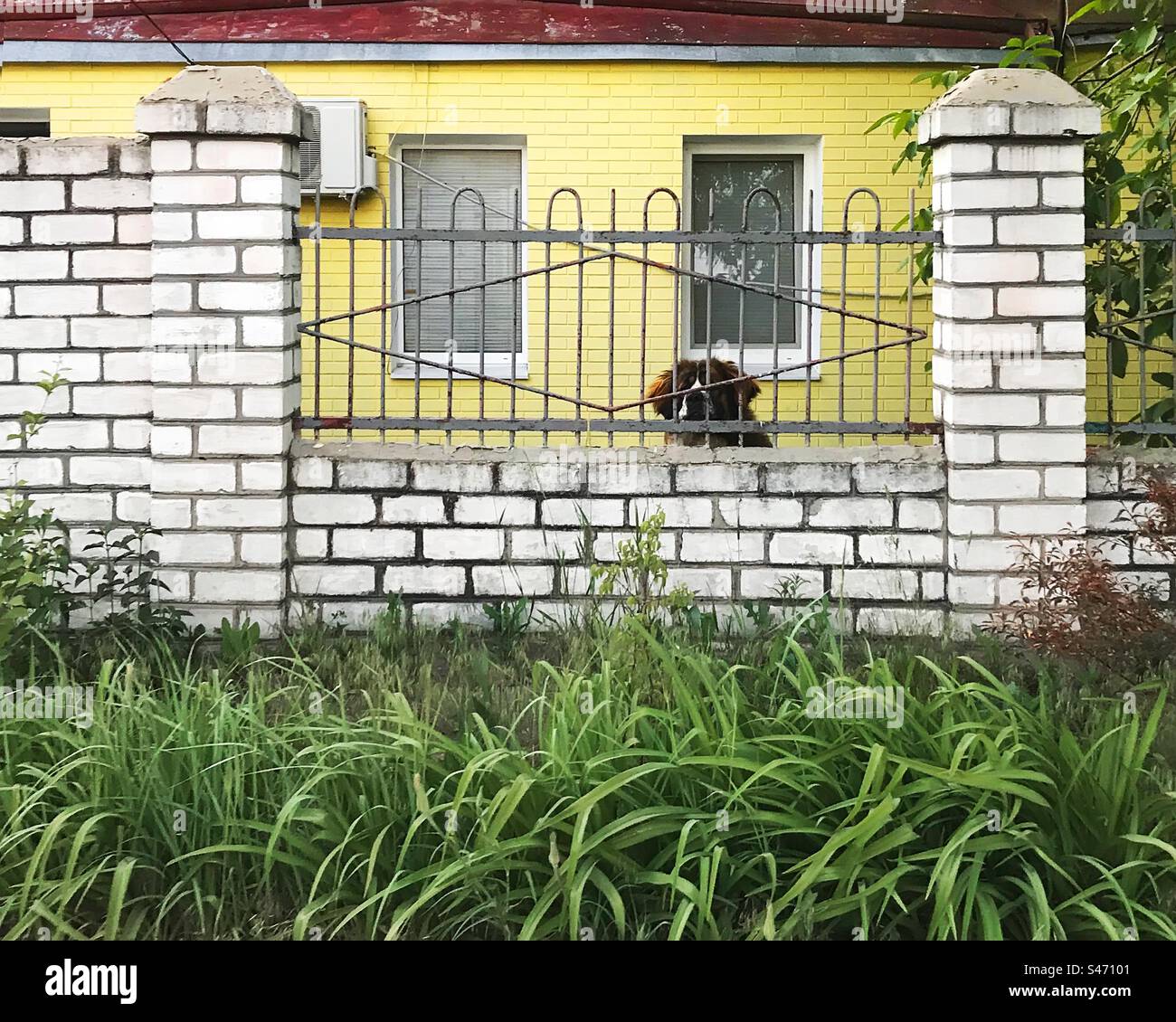 Haushund bernard hinter dem Zaun auf dem Land Stockfoto