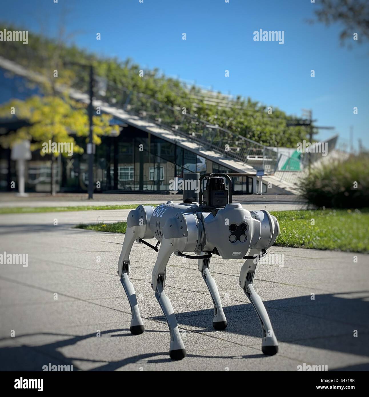 Roboterhund auf Patrouille Stockfoto