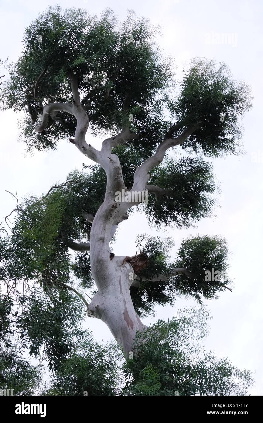 Tropischer Baum gegen weißen Himmel Stockfoto