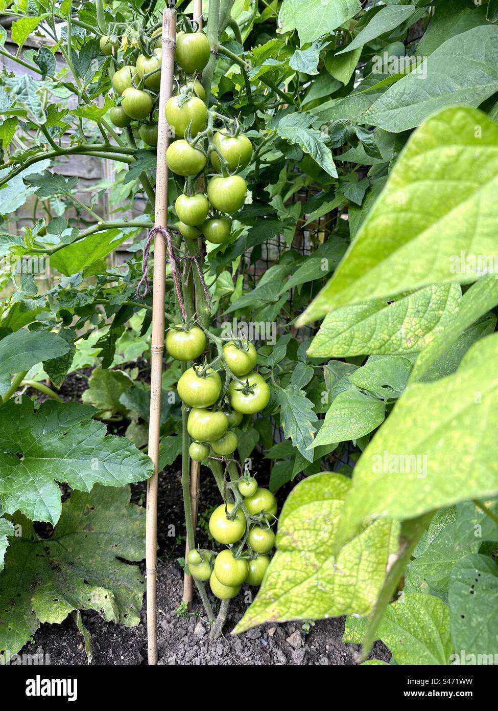 Tomaten aus eigenem Anbau mit abgeschnittenen Blättern zur Förderung des Tomatenwachstums - Smartphone-aufgenommenes Stockfoto