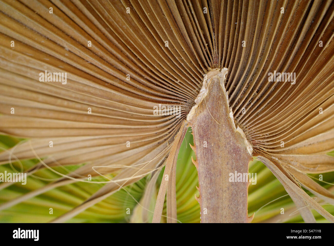 Natürlicher Hintergrund von Palmenblättern Stockfoto