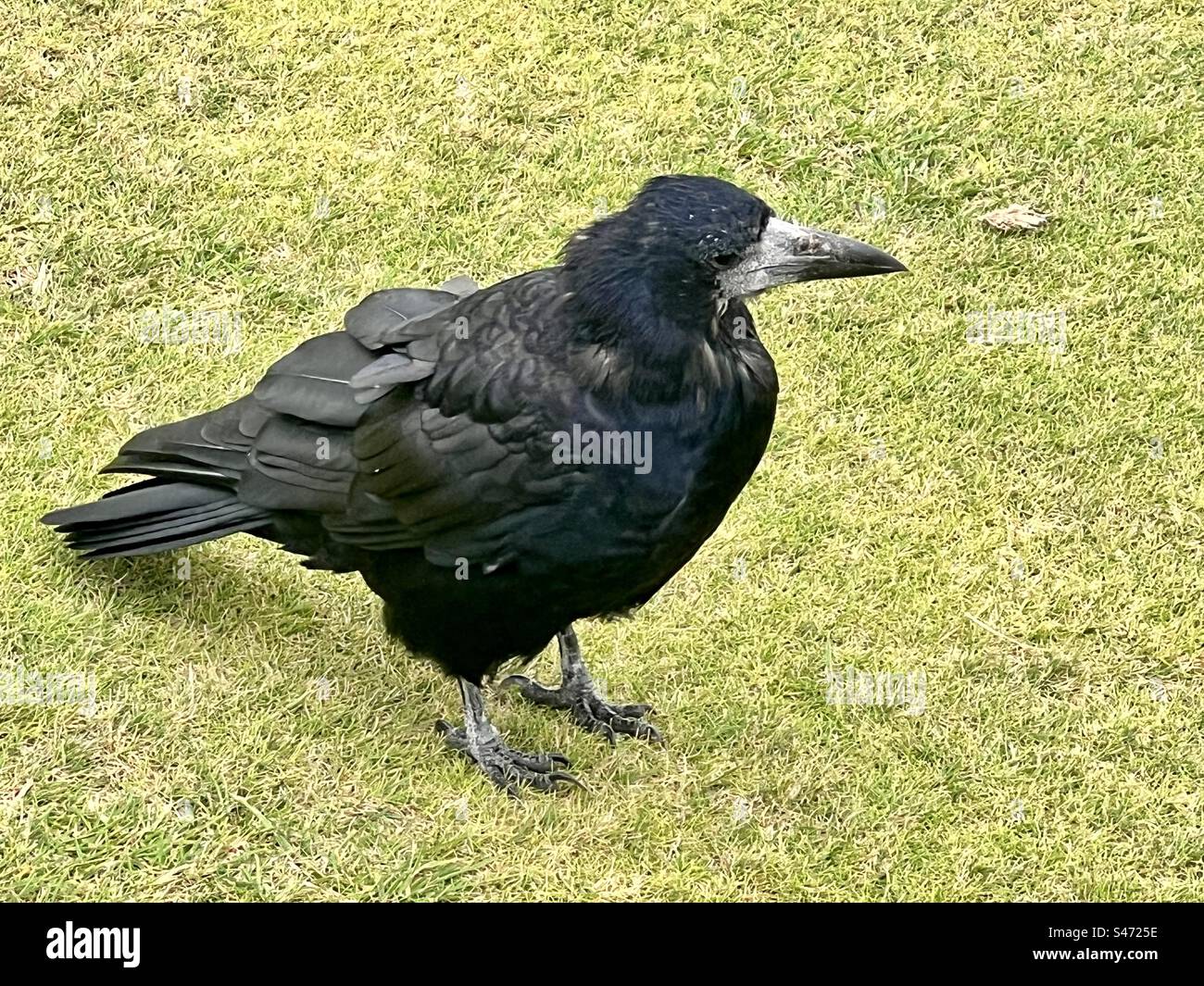 Krähe auf dem Fairway - Smartphone-aufgenommenes Stockfoto