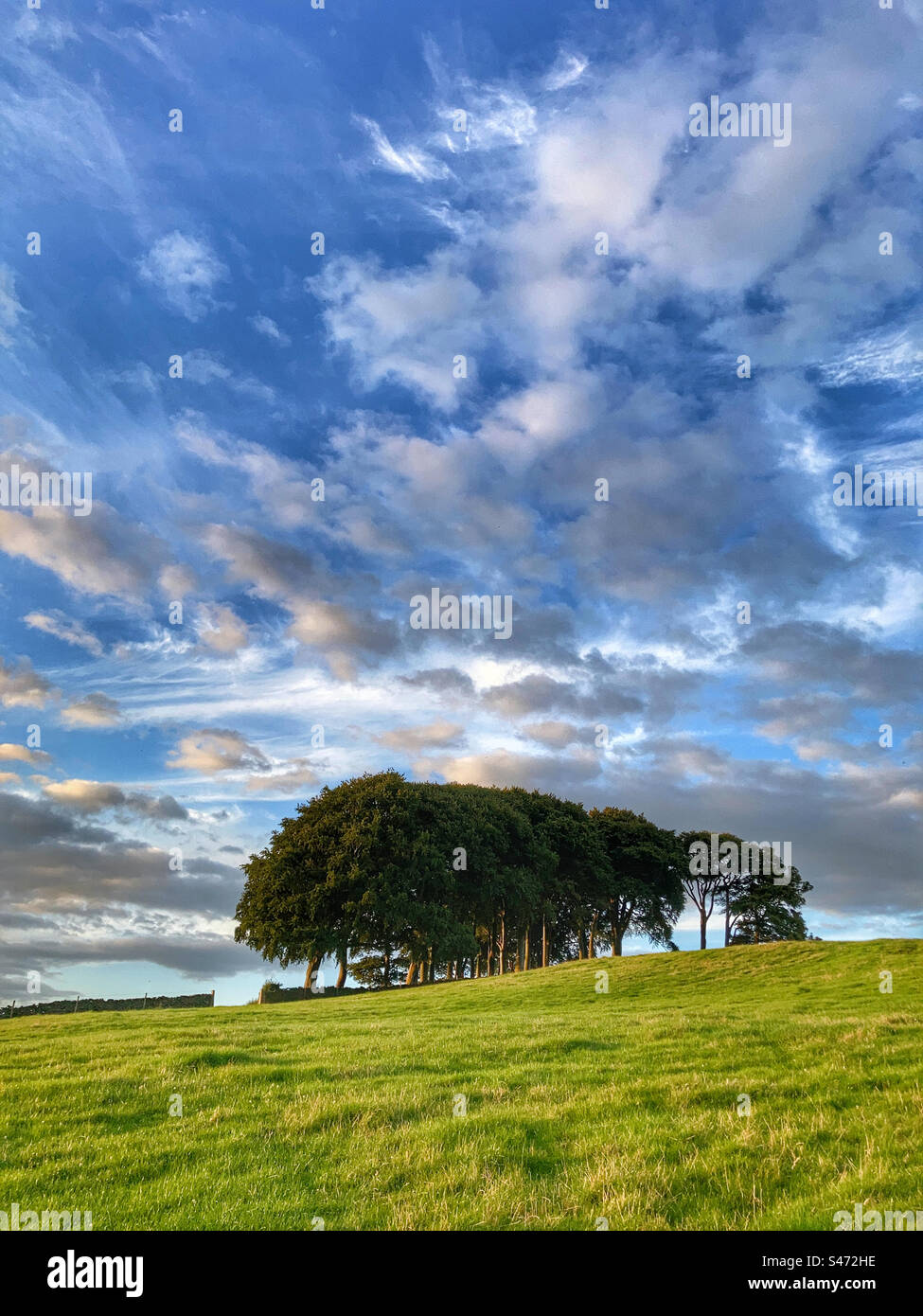 Die Elefantenbäume Guiseley West Yorkshire Stockfoto