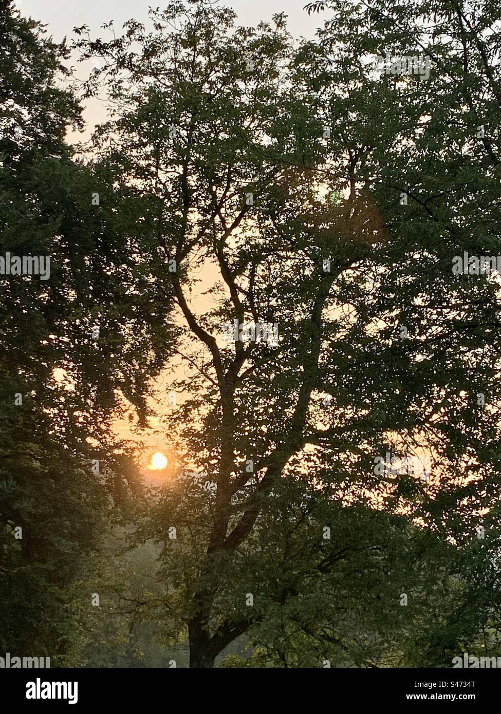 Der Sonnenuntergang glitzert durch die Bäume Stockfoto