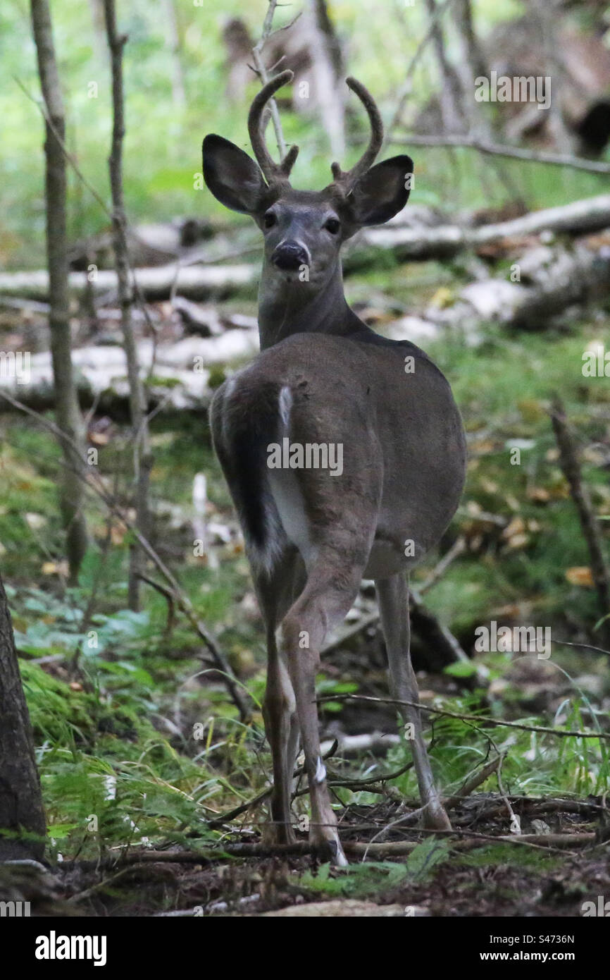 Weißschwanzhirsch, Buck mit Filzgeweih, Ontario, Kanada - Smartphone-aufgenommenes Stockfoto