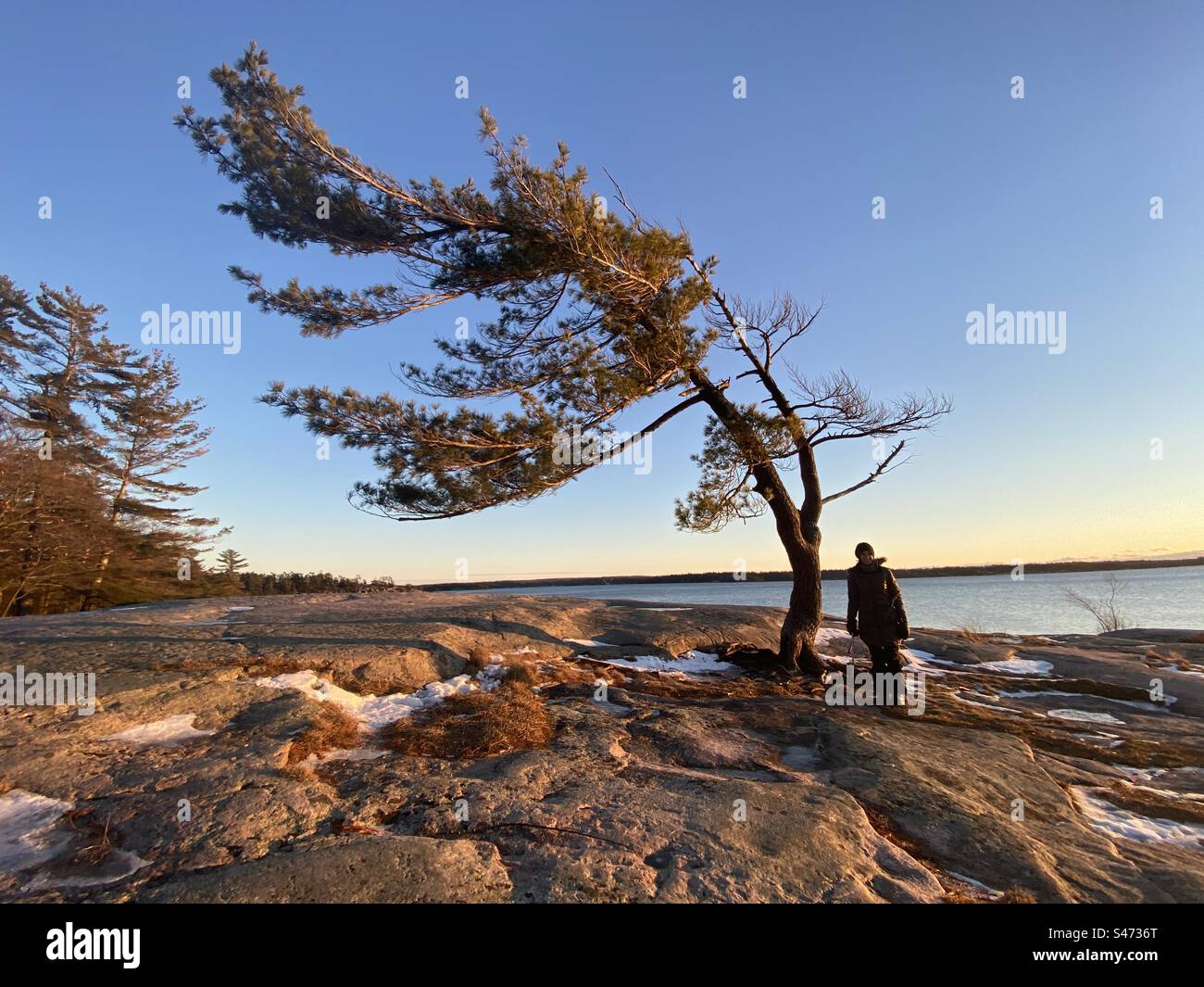 Windgepeitschte Kiefer von Georgian Bay im Winter, Ontario Kanada Stockfoto
