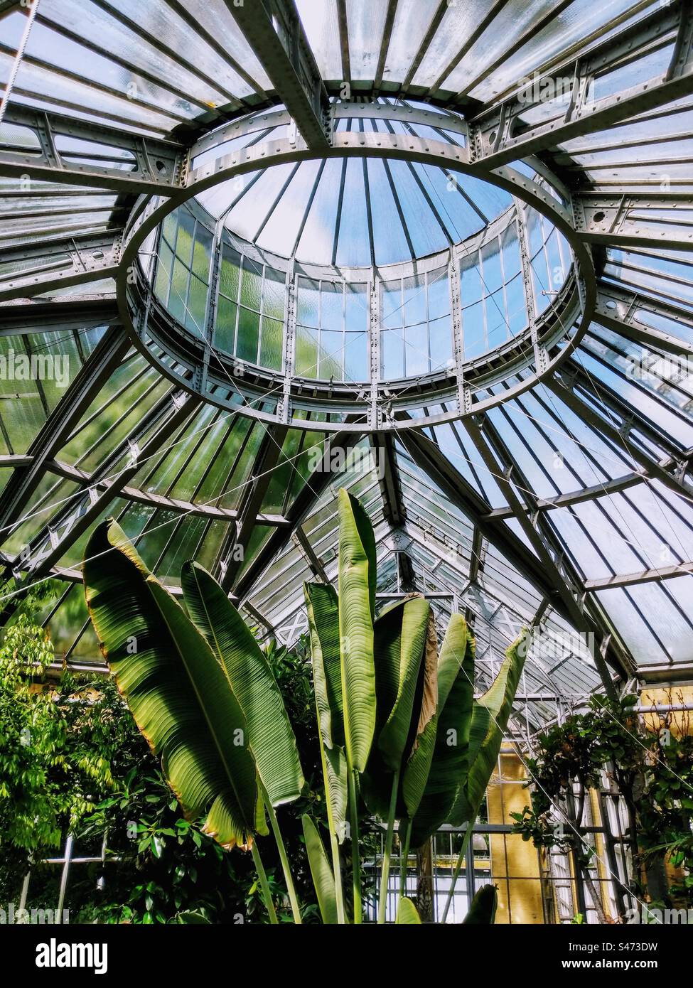 Gewächshausbau aus Metall- und Glasscheiben, Palmenblätter im botanischen Garten Hortus Botanicus in Amsterdam, Niederlande Stockfoto