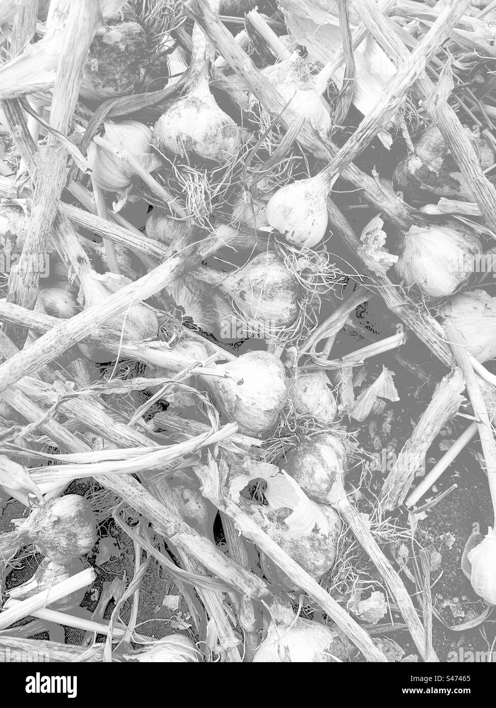 Verblasste Ansicht frischer Knoblauchpflanzen in schwarz-weiß-monochrom. Stockfoto