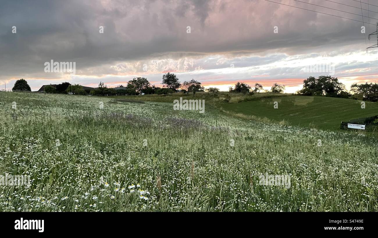 Margerithenfeld an einem Sommerabend mit herannahendem Gewitter Stockfoto