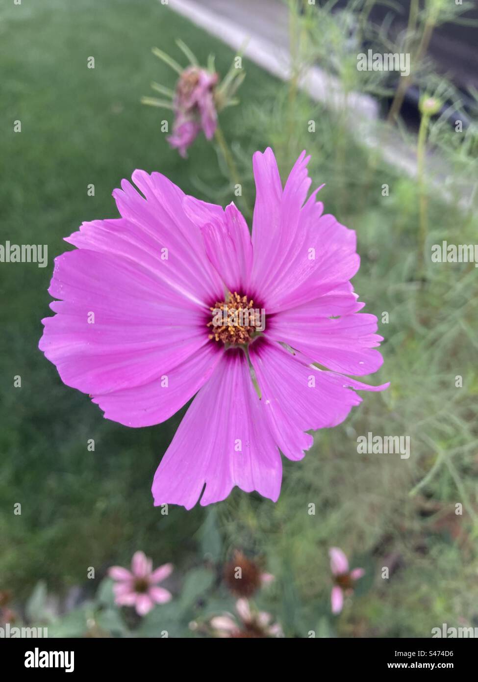 Hübsche Blume Stockfoto