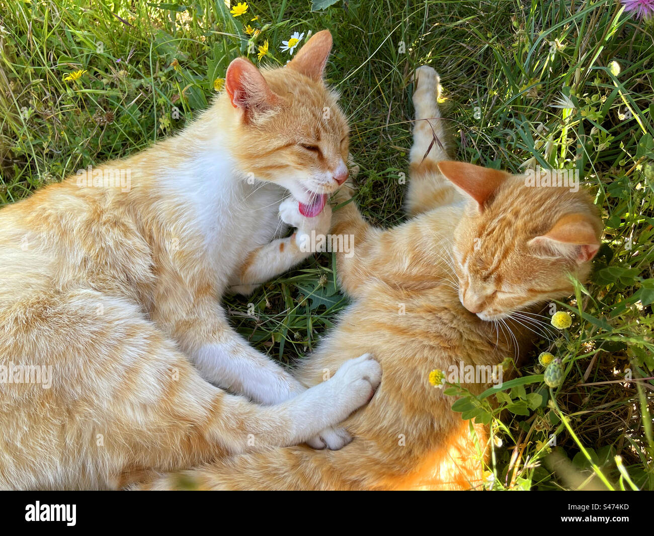 Zwei Katzen auf dem Gras - Smartphone-aufgenommenes Stockfoto