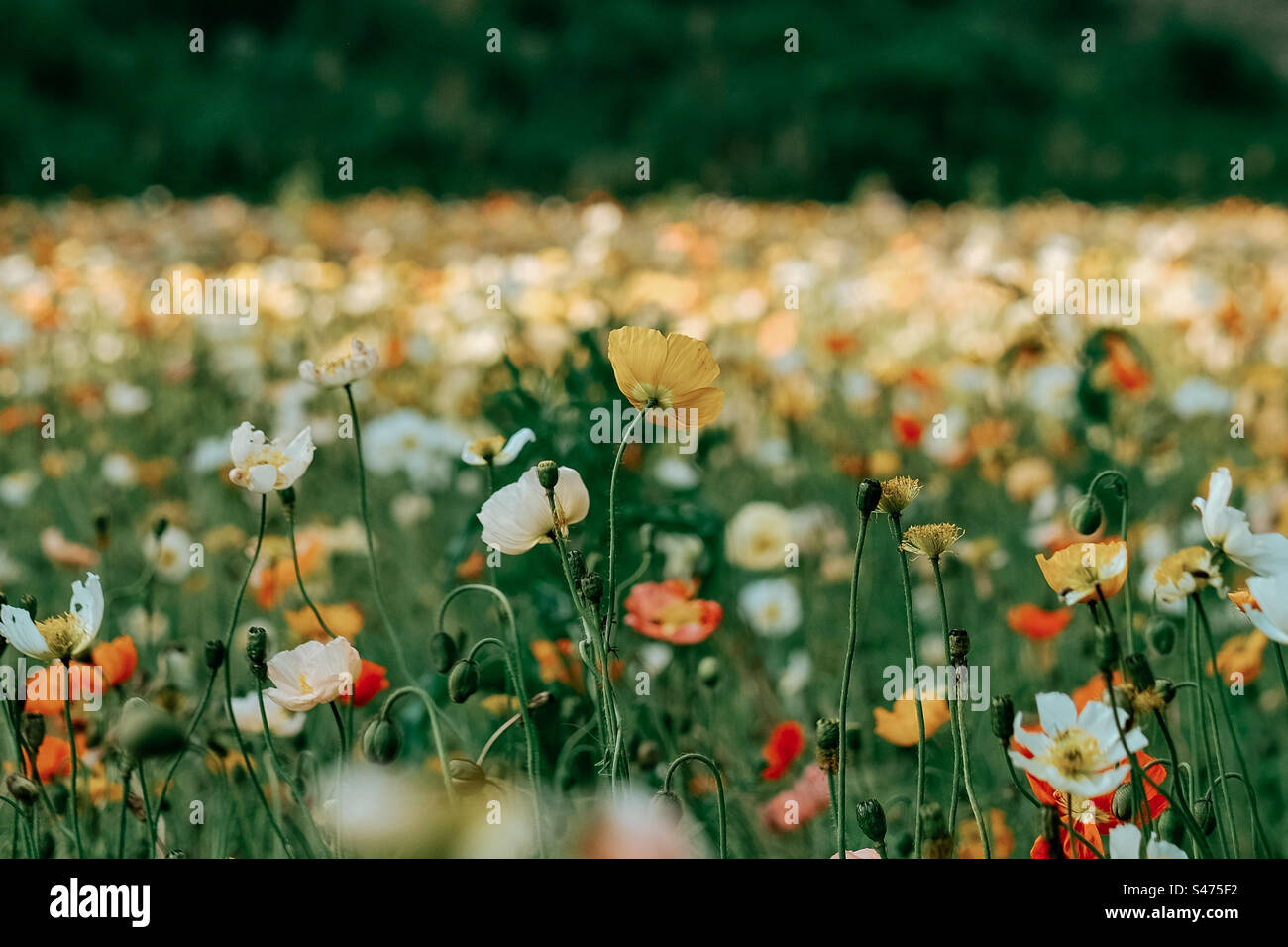Wunderschönes Mohnblumenfeld Stockfoto