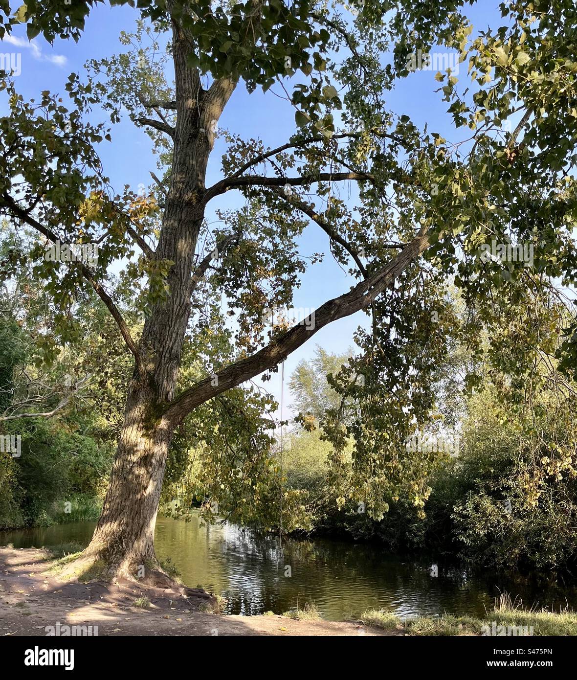 Eine Seilschaukel hängt in einem Baum, damit Spaßsuchende in den Fluss unten springen können. Stockfoto