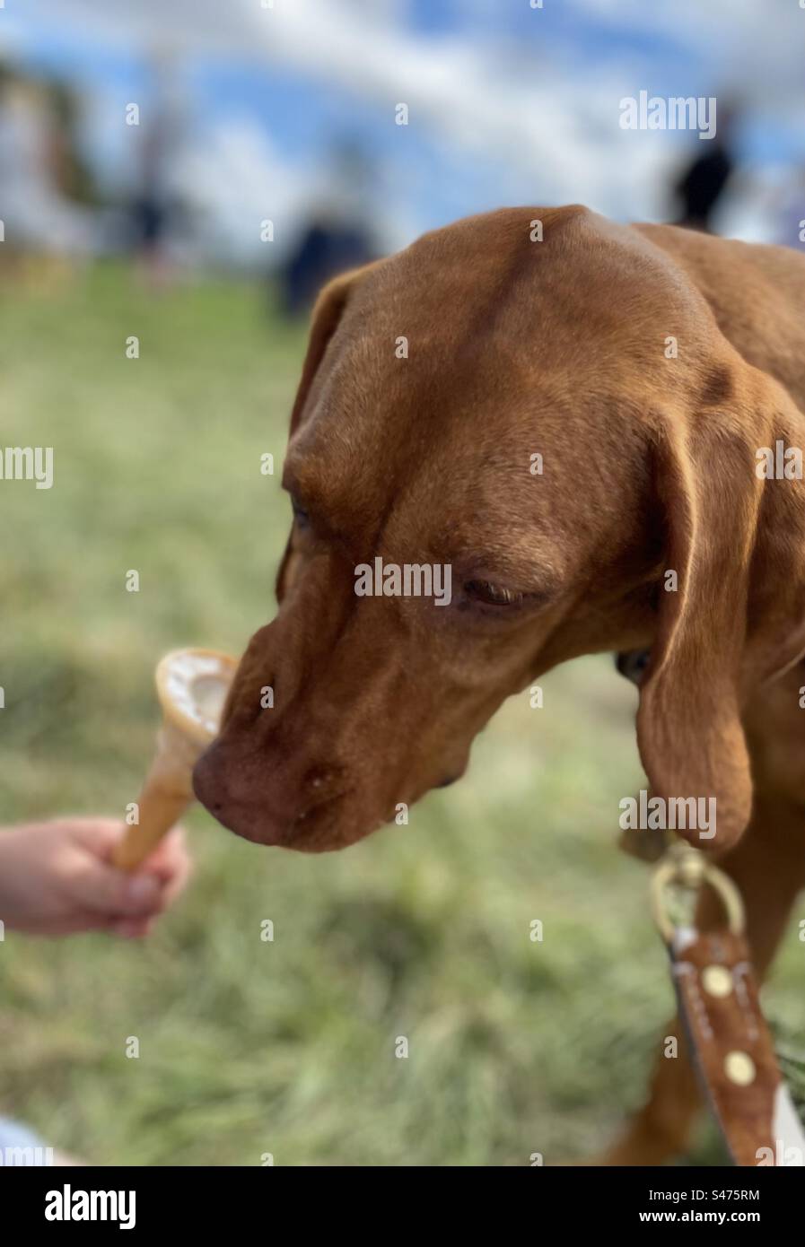 Ungarischer Vizsla-Hund, der Eis isst - Smartphone-aufgenommenes Stockfoto