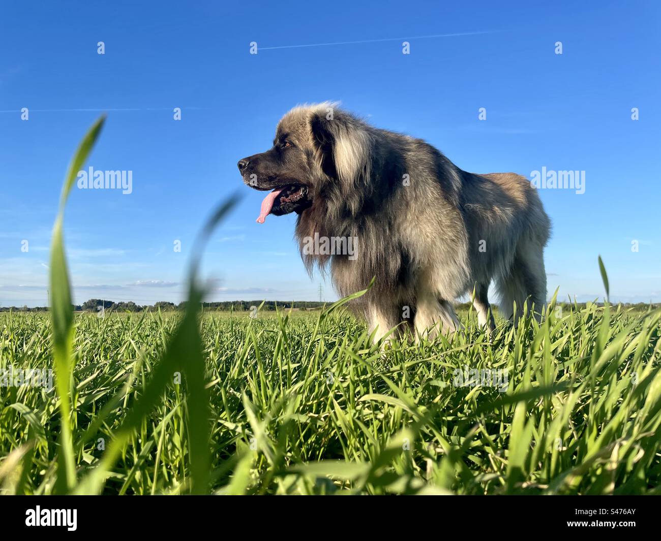 Mein großer Leonberger Hund geht spazieren. Stockfoto