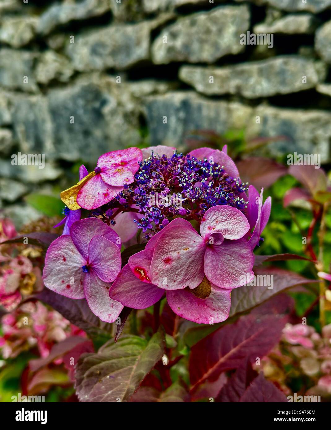 Rosa und lila Hudrangea Stockfoto