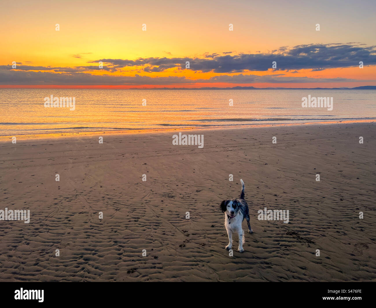 Hund am Strand mit Sonnenuntergang im Hintergrund - Smartphone-aufgenommenes Stockfoto