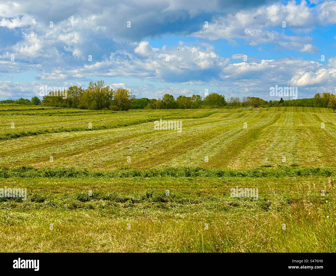 Heu-Feld, westliche kanadische Prärie, Alberta, Kanada, Landwirtschaft, Landwirtschaft, sonniger Tag, gutes Wetter Stockfoto