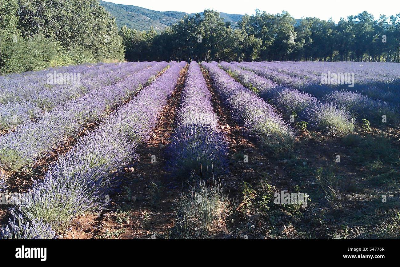 Lavendelfeld in der Provence, Frankreich - Smartphone-aufgenommenes Stockfoto