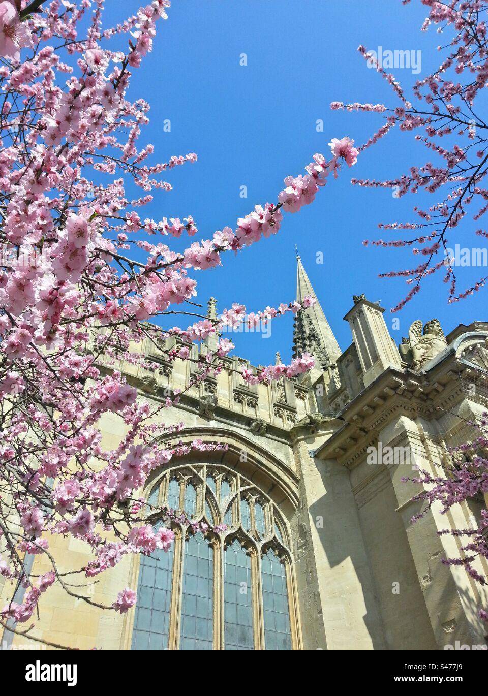 Kirschblüte vor einer Kathedrale - Smartphone-aufgenommenes Stockfoto