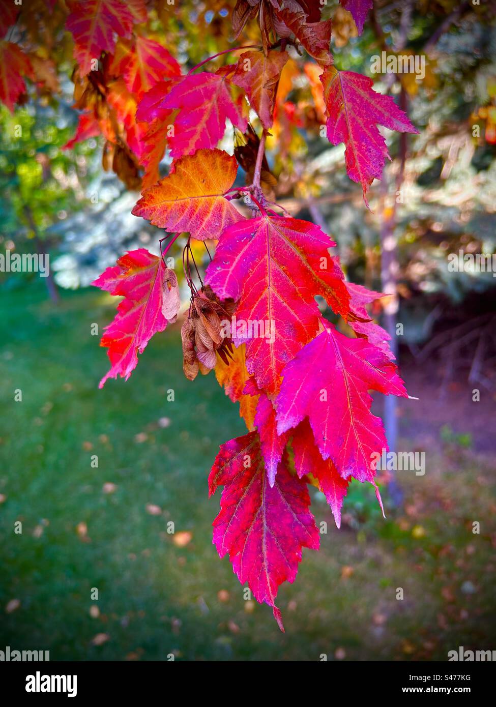Herbstlaub, Strauchahorn, Hinterhoffotografie, Jahreszeiten, Herbst Stockfoto