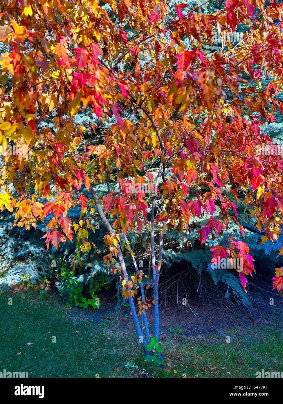 Herbstlaub, Strauchahorn, Hinterhoffotografie, Jahreszeiten, Herbst Stockfoto