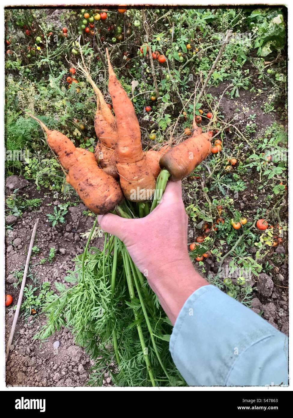 Die Ernte von selbst angebauten Bio-Karotten in einem Kleingarten im September UK - Smartphone-aufgenommenes Stockfoto