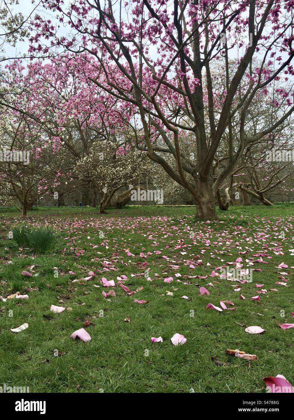 Magnolia Blossom - Smartphone-aufgenommenes Stockfoto