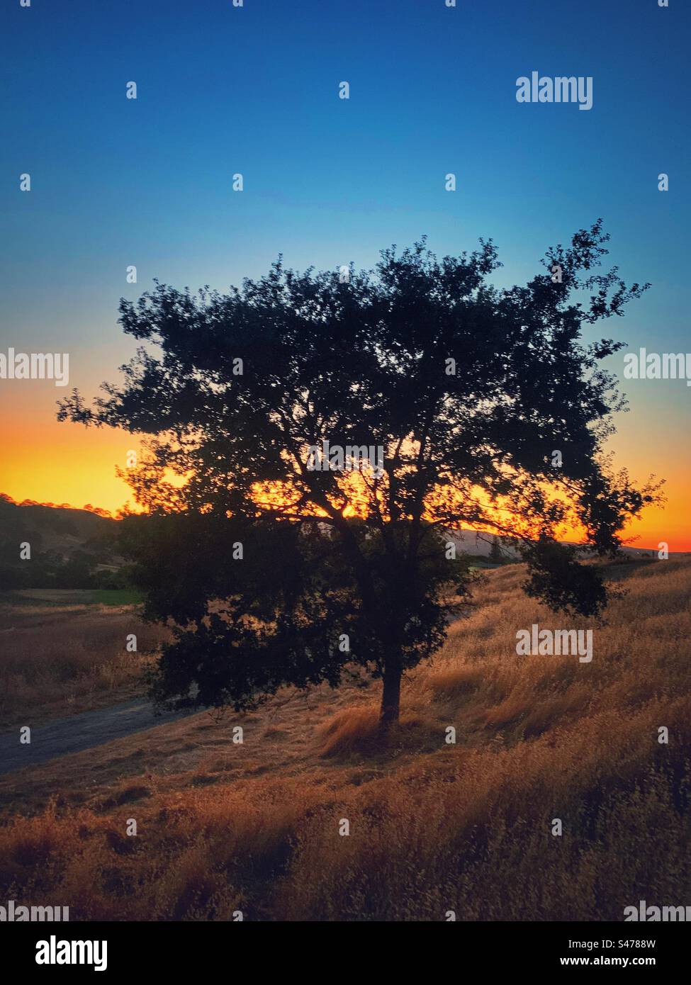 Silhouette eines Baumes bei Sonnenuntergang Stockfoto