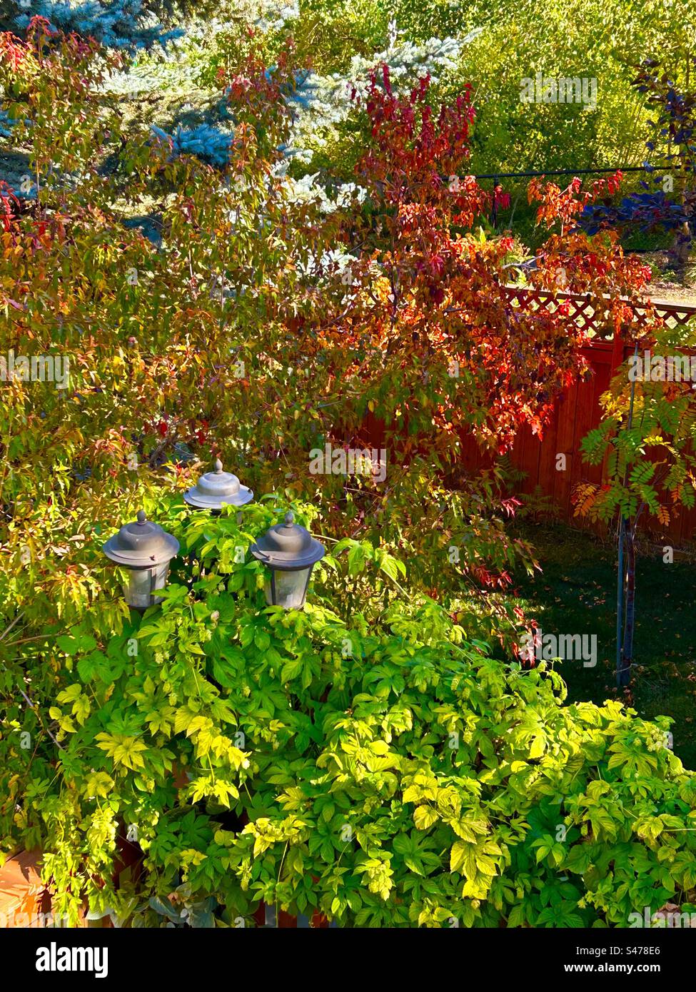 Hinterhoffotografie, Hopfen, Strauchahorn, Herbst, Farben, rot, Grün, Herbst, Jahreszeiten Stockfoto