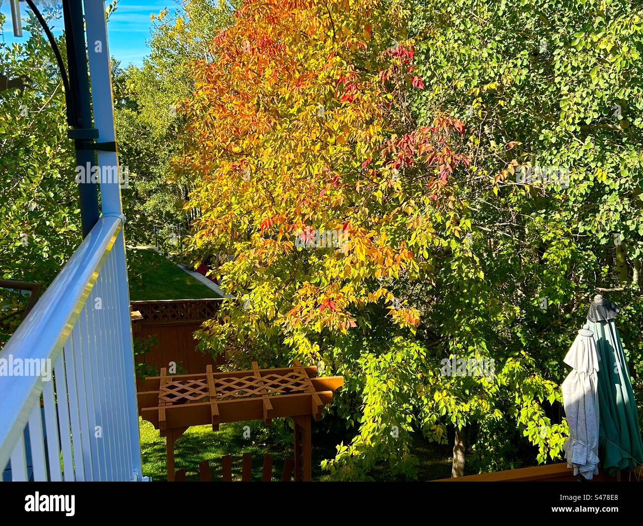 Hinterhoffotografie, Aspens, Kastenälteste, Hawthorne, Herbst, Farben, Rot, Grün, Herbst, Jahreszeiten Stockfoto