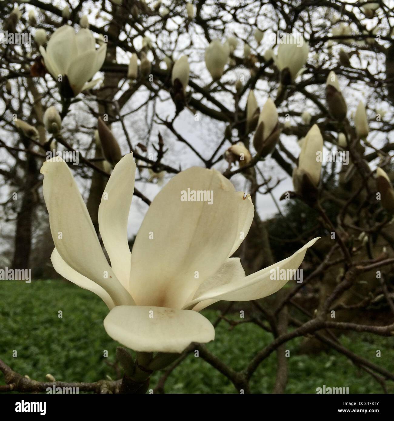 Magnolia Blossom - Smartphone-aufgenommenes Stockfoto