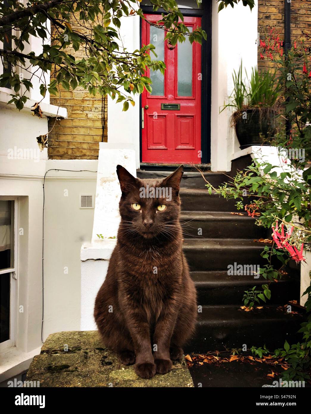 Schwarze Katze sitzt an einer Wand vor einem Haus mit einer roten Tür Stockfoto