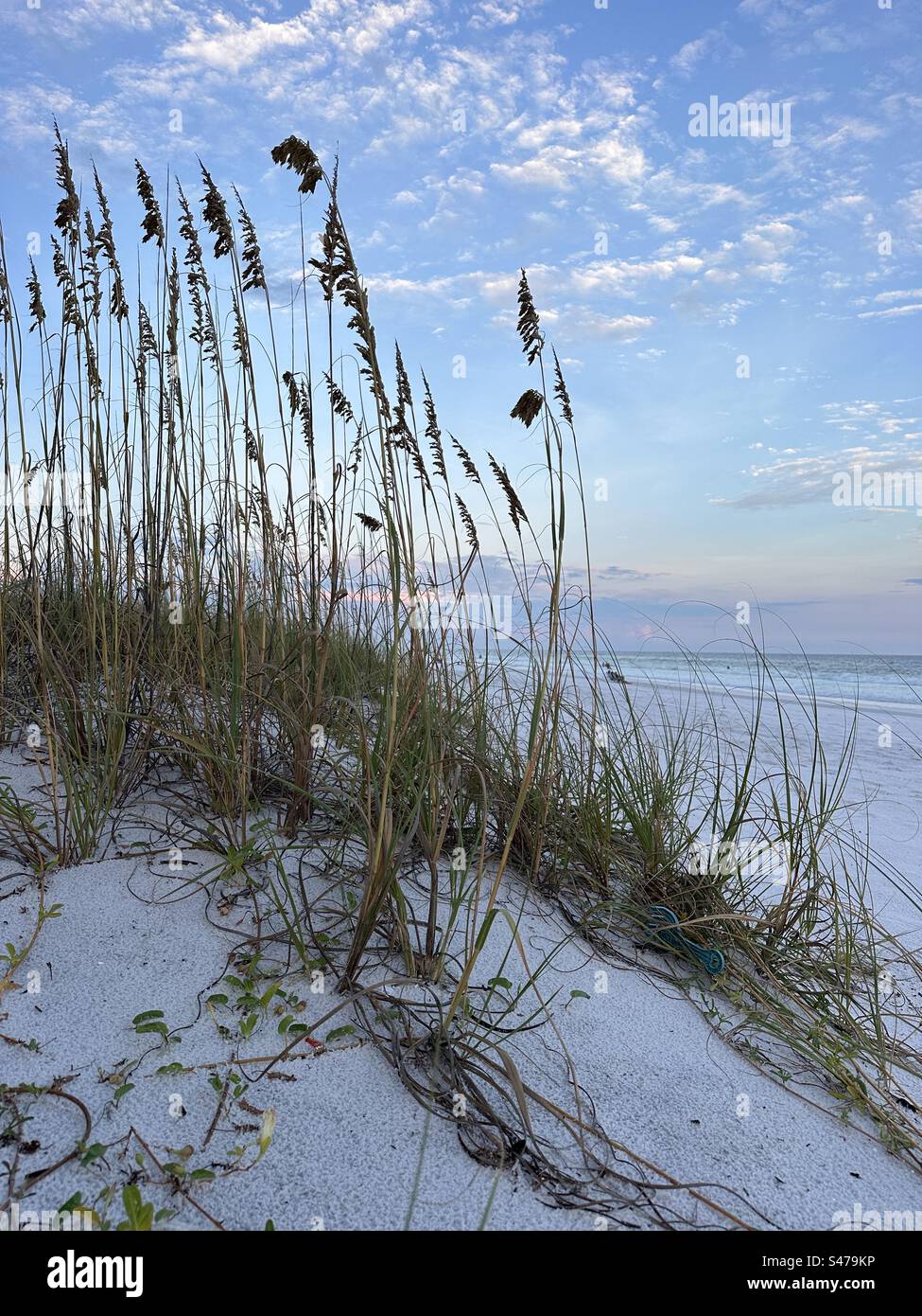 Dünengras und sanfter Sonnenuntergang am weißen Sandstrand von Florida Stockfoto