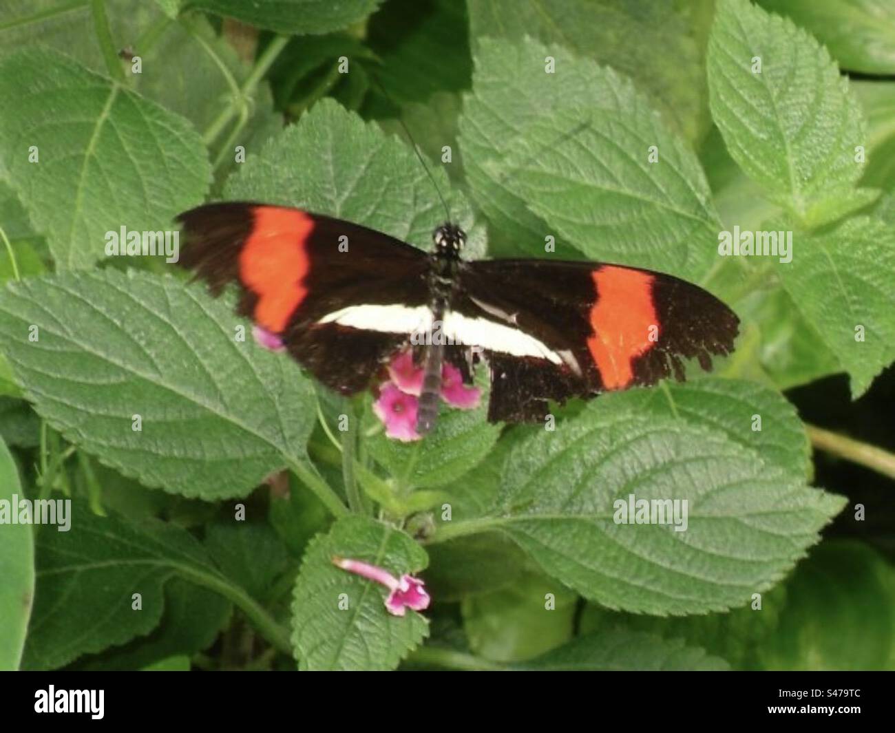 Roter Postmann Tropischer Schmetterling Stockfoto